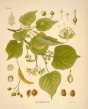 Pokojov� rostliny:  > L�pa Evropsk� (Tilia europaea)