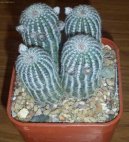 Pokojov� rostliny:  > Lob�vie (Lobivia)