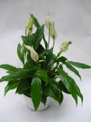 Pokojov� rostliny:  > Lopatkovec (Spathiphyllum)