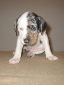 Ps� plemena:  > Louisiana Catahoula (N�rodn� plemeno st�tu Louisiana)