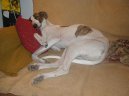 Ps� plemena:  > Ma�arsk� chrt (Hungarian Greyhound)