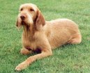 Ps� plemena:  > Ma�arsk� oha� dr�tosrst� - viszla (Hungarian Wire-haired Pointer (vizsla))