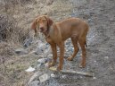 Ps� plemena:  > Ma�arsk� oha� kr�tkosrst� (Hungarian Vizsla, Hungarian Pointer)