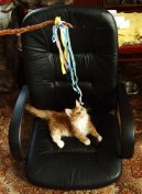 Mainsk� m�val� ko�ka