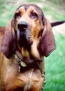 Ps� plemena:  > Majestic Tree Hound