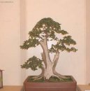 :  > Malp�gie (Malpighia)