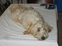 Ps� plemena:  > Mal� hrubosrst� vend�esk� basset (Petit basset griffon vendeen)