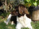 Ps� plemena:  > Mal� m�nsterlandsk� oha� (Kleiner Munsterlander Vorstehhund)