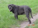 Ps� plemena:  > Neapolsk� mastin (Mastino Napoletano)