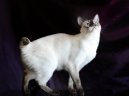 Ko�ky:  > Mekong-Bobtail (Mekong Bobtail Cat)