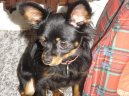 Ps� plemena:  > Moskevsk� dlouhosrst� toy teri�r (Moscow Toy Terrier)