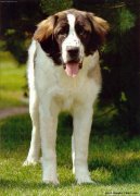 Moskevsk� str�n� pes