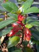 Pokojov� rostliny:  > Nematanthus