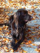 Ps� plemena:  > N�meck� dlouhosrst� oha� (Deutsch Langhaar)