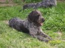 Ps� plemena:  > N�meck� dr�tosrst� oha� (Deutcscher Drahthaariger Vorstehhund)