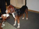 Ps� plemena:  > N�meck� honi� (Deutsche Bracke, German Hound)