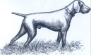 Ps� plemena:  > N�meck� kr�tkosrst� oha� (Deutscher Kurzhaariger Vorstehhund)