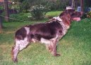 Ps� plemena:  > N�meck� k�epel�k (German Spaniel, Deutscher Wachtelhund)