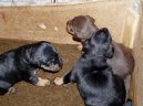Ps� plemena:  > N�meck� loveck� terier (Deutscher Jagdterrier)