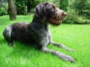 Ps� plemena:  > N�meck� ostnosrst� oha� (Deutsch Stichelhaar, German Rough-haired Pointing Dog)