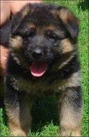 Fotky: N�meck� ov��k (foto, obrazky)