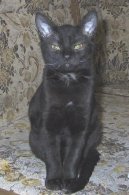 :  > N�meck� rex (German Rex Cat)