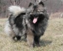 Ps� plemena:  > N�meck� �pic st�edn� (Deutscher spitz - Mittelspitz, German Spitz � Medium size Spitz)