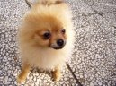 Ps� plemena:  > N�meck� �pic trpasli�� (Deutscher spitz - Zwerspitz, German Spitz - Pomeranian)