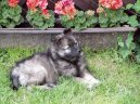 Ps� plemena:  > N�meck� �pic vl�� (Deutscher spitz � Wolfspitz, Keeshound)