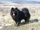 Ps� plemena:  > N�meck� �pic (Deutscher spitz, German Spitz)