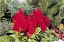 Pokojov� rostliny:  > Nevadlec (Celosia)
