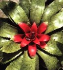 Nidul�rium, hn�zdo�