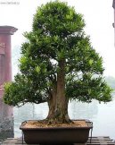 Pokojov� rostliny:  > Nohoplod (Podocarpus, kamenn� tis)