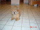 Ps� plemena:  > Norfolk teri�r (Norfolk Terrier)