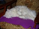 Ko�ky: Velmi temperamentn� > Norsk� lesn� ko�ka (Norwegian Forest Cat)