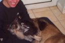 Ps� plemena:  > Norsk� los� pes �ed� (Norwegian Elkhound grey)