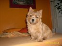 Ps� plemena:  > Norwich terier (Norwich Terrier)