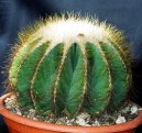 Pokojov� rostliny:  > Notokaktus (Notocactus)