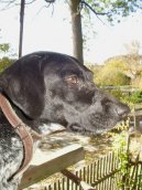 Ps� plemena:  > Oha�i (Braque)