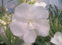 Oleandr obecn�
