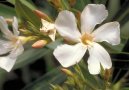 Pokojov� rostliny:  > Oleandr obecn� (Nerium oleander)