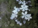 Pokojov� rostliny:  > Olov�nec ou�kat� (Plumbago auriculata)