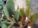 Pokojov� rostliny:  > Opuncie (Opuntia)
