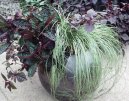 Pokojov� rostliny:  > Ost�ice (Carex morrowii Variegata)