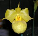 :  > Pafiopedilum, st�evi�n�kovec (Paphiopedilum)