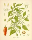 Pokojov� rostliny:  > Paprika K�ovit�, Kayensk� Pep� (Capsicum frutescent, Capsicum annum)
