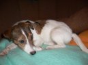 Ps� plemena:  > Parson Russel Teri�r (Parson Russel Terrier)