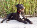 Fotky: Patterdale teri�r (foto, obrazky)