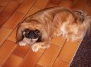 Ps� plemena:  > Pekingsk� pal�cov� ps�k, pekin�z (Pekingese, Pekinese, Peking Palasthound)