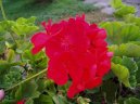 Pokojov� rostliny:  > Pelarg�nie (Pelargonium)